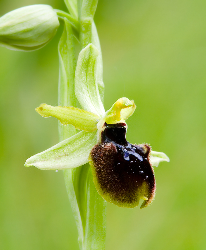 Orchidee di Taranto